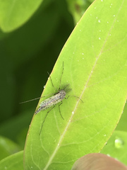 Chironomidae