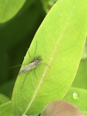 Chironomidae