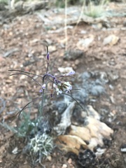 Boechera centrifendleri