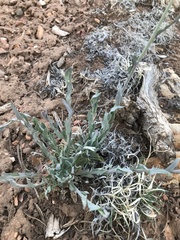 Boechera centrifendleri