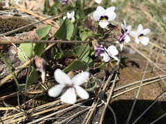 Viola cuneata