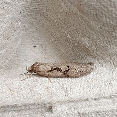Semioscopis steinkellneriana