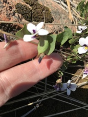 Viola cuneata
