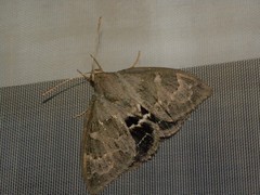 Escalantiana chelone