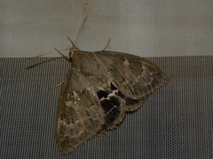 Escalantiana chelone