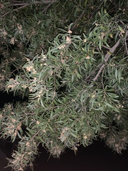 Acacia melanoxylon