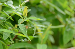 Episyrphus balteatus