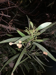 Acacia melanoxylon