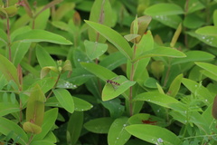 Episyrphus balteatus