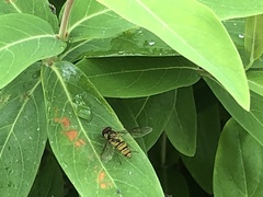 Episyrphus balteatus