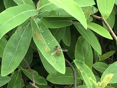 Episyrphus balteatus