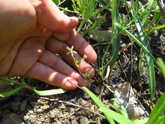 Trifolium bifidum