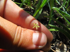 Trifolium bifidum