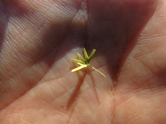 Trifolium bifidum