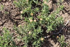 Delosperma fredericii