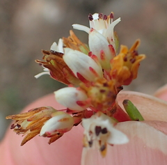 Crassula dependens