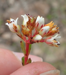 Crassula dependens