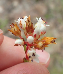 Crassula dependens