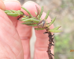 Crassula dependens