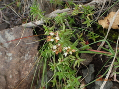 Crassula dependens