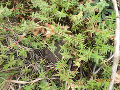 Crassula dependens