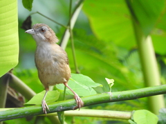 Malacocincla sepiaria