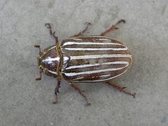 Polyphylla diffracta