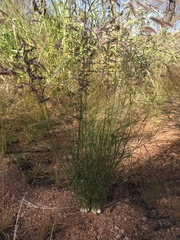Eragrostis eriopoda