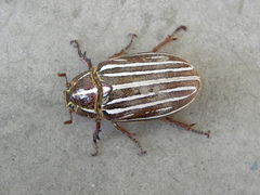 Polyphylla diffracta