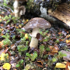 Cortinarius meleagris