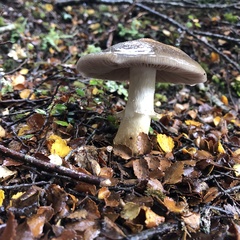 Cortinarius meleagris