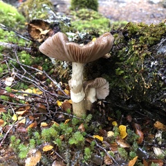 Cortinarius meleagris