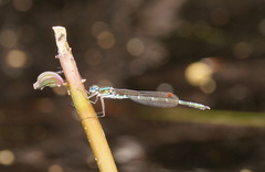 Austrolestes cingulatus
