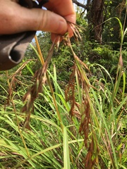 Themeda villosa