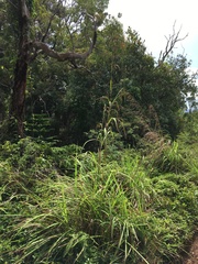 Themeda villosa
