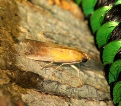 Piesmopoda semilutea