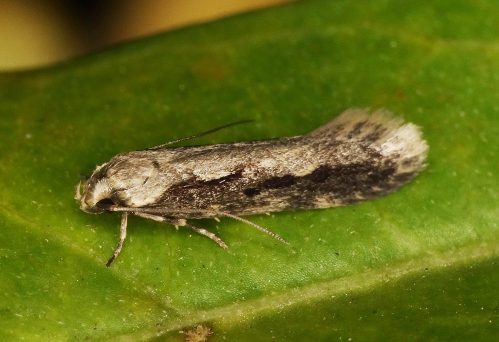 Scaeosopha sinevi