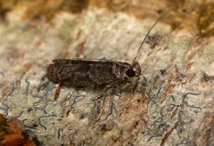 Ectomyelois ceratoniae