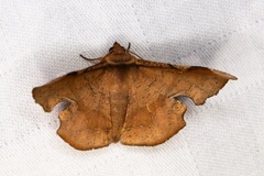 Fascellina chromataria