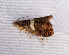 Hilarographa shehkonga