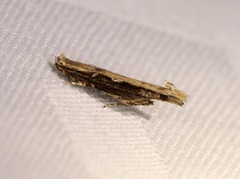 Hypatima spathota