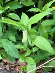 Disporum sessile