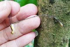 Pericnemis stictica