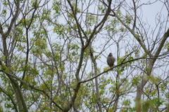 Spodiopsar cineraceus