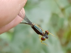 Pericnemis stictica