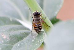 Eristalis cerealis