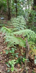 Alsophila latebrosa