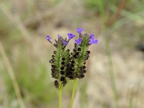 Buchnera cruciata