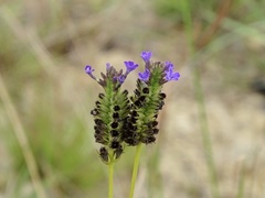 Buchnera cruciata