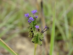 Buchnera cruciata, photograph Toby Y, CC BY, iNaturalist via GBIF